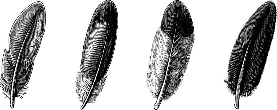Fototapeta Engraved illustration of hawk feather and owl in nature art collection