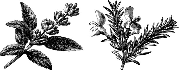 Elegant engraved botanical illustration set featuring lavender and chamomile for print design