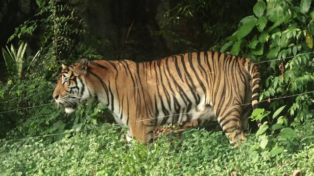 A Bengal tiger walks back and forth in its enclosure, partially concealed by lush greenery with distinct orange and black striped fur contrasting the dense foliage