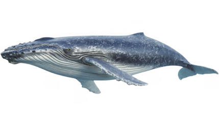 A majestic humpback whale swims gracefully in the deep ocean, showing its distinctive fins and textured skin in detail on a transparent background, PNG image, PNG file.