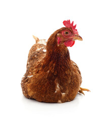 Young brown chicken.