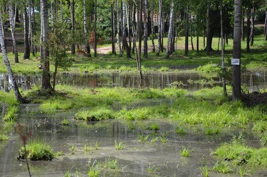 lake in the forest