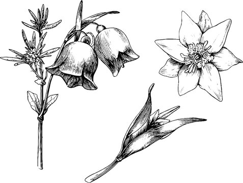 Botanical engraving of silverbell bellflowers and snowflakes - floral art for design and decoration
