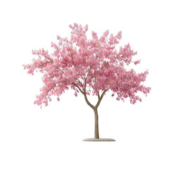 Fototapeta premium A beautiful pink flowe cherry blossom tree stands on a white background
