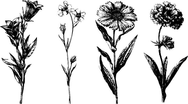 Engraved botanical illustration set featuring bellflower and scabious for nature design