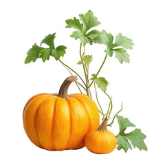 Two small pumpkins sit near climbing green leaves on a clean white background.