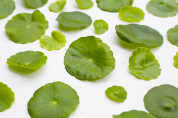 Fototapeta premium Centella asiatica plant (Gotu Kola) Fresh herb leaves