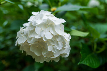 Macro Shot of Delicate White Hydrangea Blossoms Unfolding Against a Lush Green Blurred Leaf...