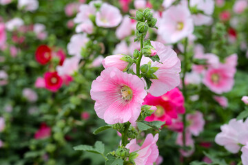 Beautiful hollyhock flower in the park