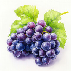Fototapeta premium Watercolor painting of a bunch of dark purple grapes isolated on a white background