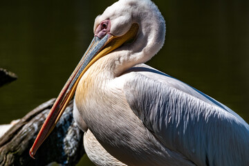 Portrait d'un pélican