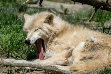 Loup blanc baillant, la gueule ouverte
