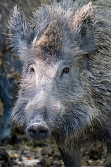 Sanglier, portrait