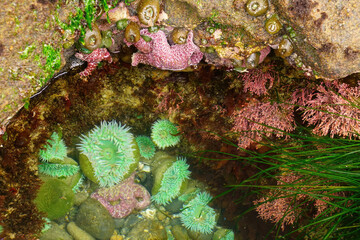 Green sea anemones and starfish in tide pool