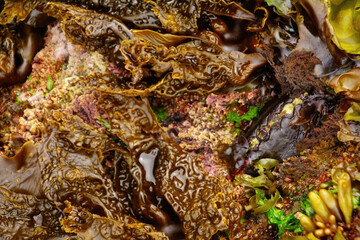 Black Katy or leather chiton