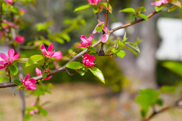 Blooming Japanese quince flower