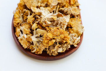 Splitgill mushroom or schizophyllum commune mushroom