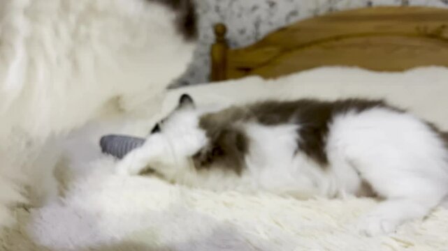 fluffy ragdoll cat on bed on beige blanket plays with catnip fish bites and tears toy