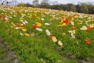 Beautiful poppy flower garden. The Expo 70 Commemorative Park, Osaka, Japan