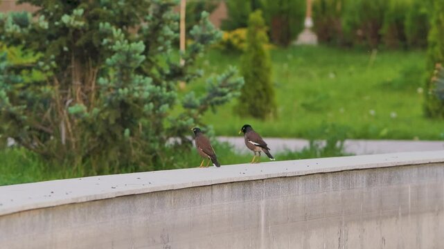 Funny birds slow motion - 2 starlings in action