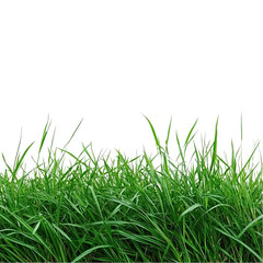 Fototapeta premium Vibrant green grass blades isolated on lush summer meadow texture nature on transparent background