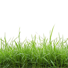 Fototapeta premium Vibrant green grass blades isolated on lush spring meadow texture nature on transparent background