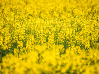 Obraz premium a lot blooming rapeseed flowers in back sunlight