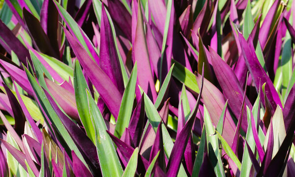 Boat-lily, Oyster Lily, Oyster Plant, White-flowered Tradescantia.