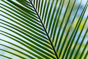 close-up of a palm leaf