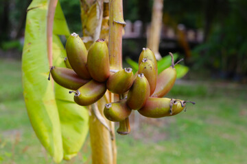 purple banana fruit bunch on tree