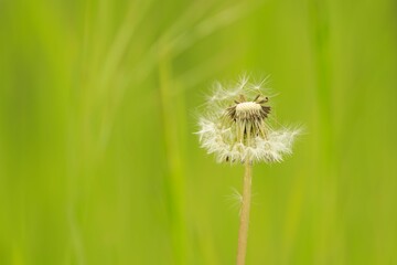 Dandelion seed head on green background.