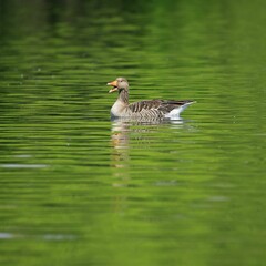 Greylag Goose on a Green Lake