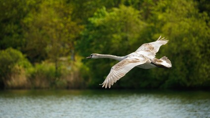 Swan in Flight Over Lake