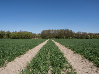 Path Through Green Fields Leading to Forest Under a Clear Sky