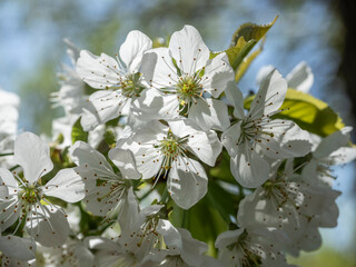 Close-Up of Beautiful White Cherry Blossoms in Bright Sunlight