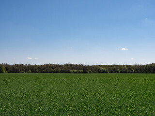 Scenic Field of Grass Under a Clear Blue Sky with Forest Backdrop