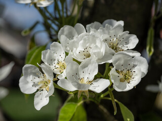 Close-Up of Blooming White Spring Flowers on a Tree