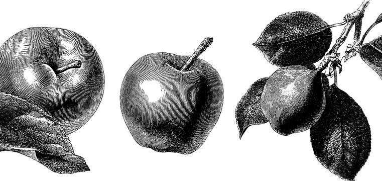 Intricate engraved illustration of rose apple and java apple fruits