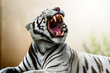 A white tiger yawns dramatically, showing its sharp teeth in a high-contrast, shallow depth-of-field portrait; soft bokeh background enhances the intense expression with surreal post-processing.