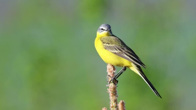 A close-up of a male Western Yellow Wagtail sitting on top of a pine tree, looking toward the camera lens on a sunny, windy, spring evening with a green background.