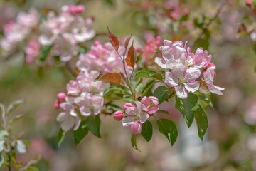 A tree with pink flowers.