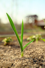 Sprouts of garlic grow on a garden bed in the spring season. Growing organic plants and vegetables.