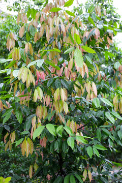 Colorful kepel leaves, Stelechocarpus burahol