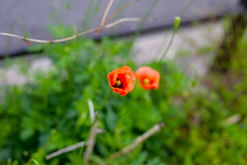 Orange poppy flowers blooming with green stems