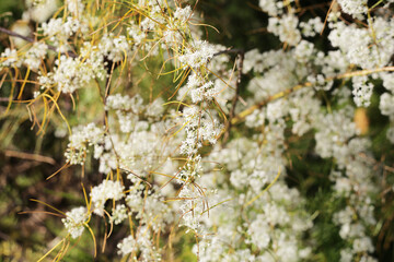 White flower of asparagus racemosus, commonly known as Shatavari, with its thorny stems and fine