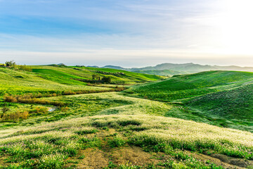 Obraz premium blooming spring valley meadow with bright yellow flowers among green grass hills and beautiful sunset sky on background. Rustic agricultural landscape.