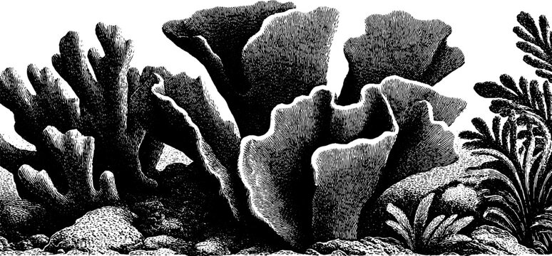 Vintage engraving of coral reef border for ocean themed designs