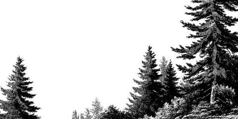 Obraz premium Engraved illustration of foggy forest border with pine trees in monochrome design