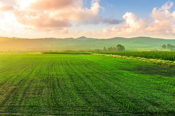 green spring valley with hills and meadows covered with fresh colorful flowers and young grass with beautiful landscape with cloudy sky on background