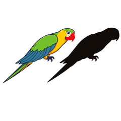 Fototapeta premium parrot on white background